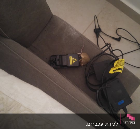 מלכודת עכברים עם עכבר על ספה